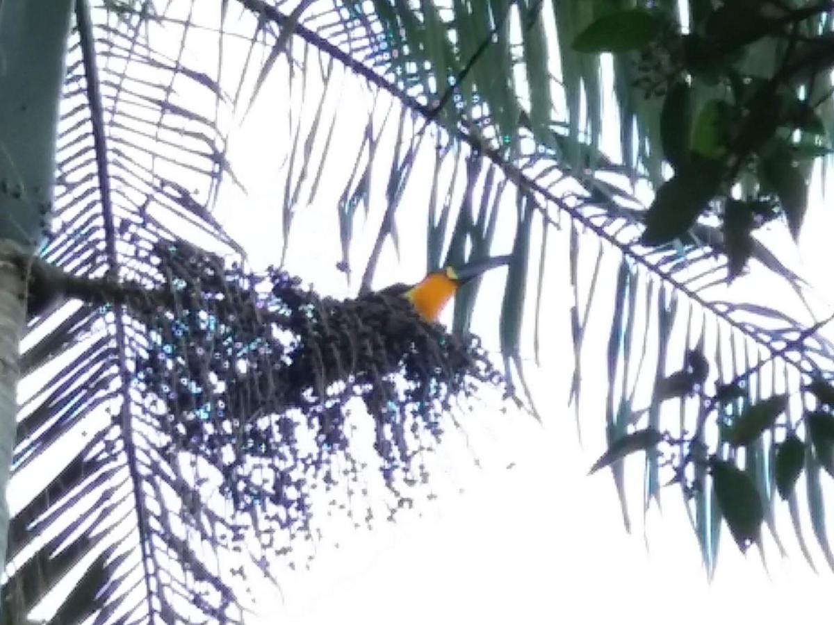 Pousada Hang Conectada Com A Natureza Florianópolis Esterno foto