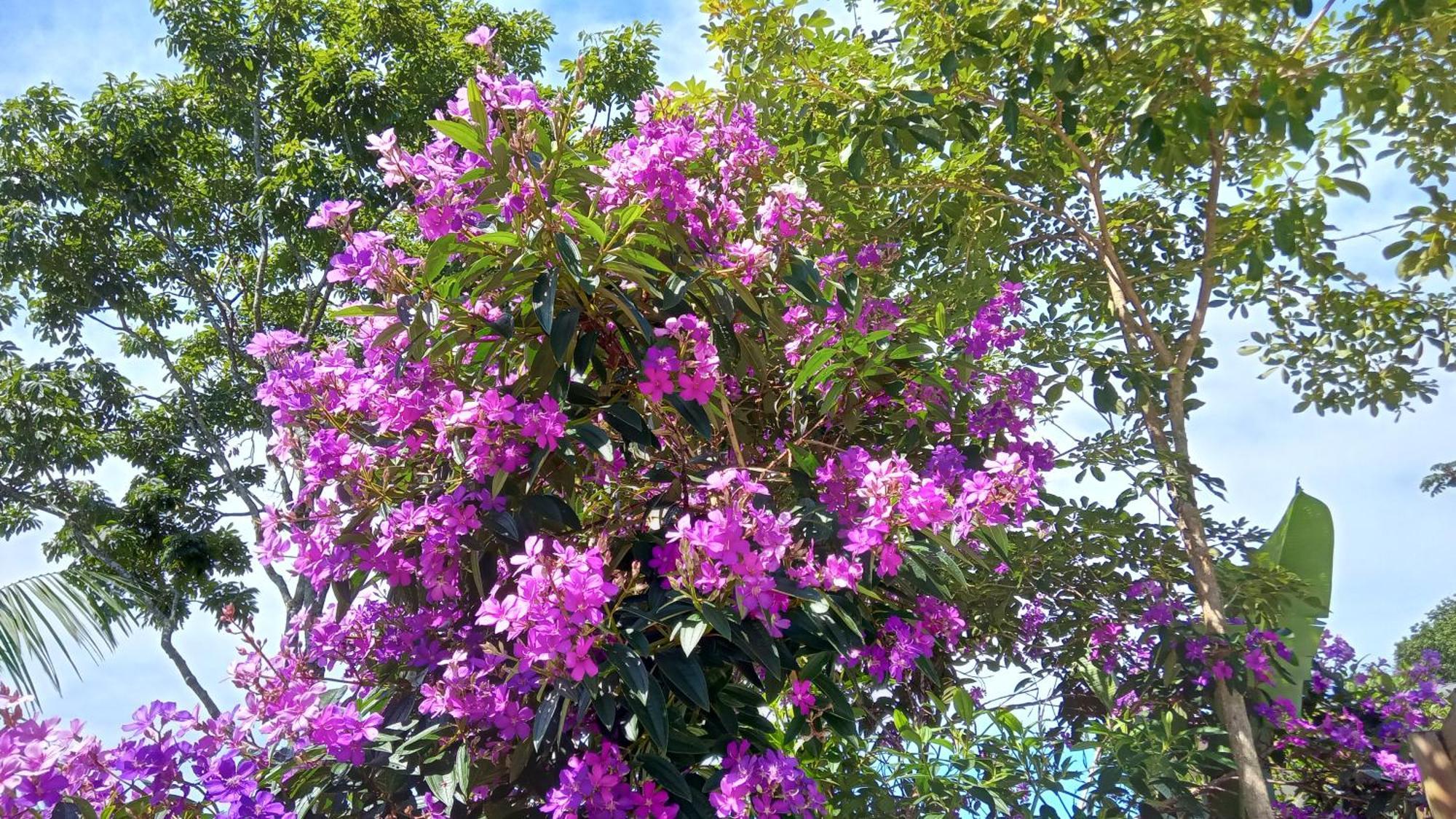 Pousada Hang Conectada Com A Natureza Florianópolis Esterno foto